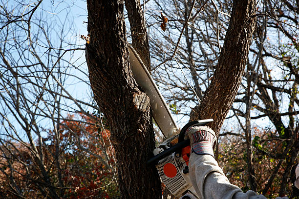 Professional Tree Care in Lytle, TX