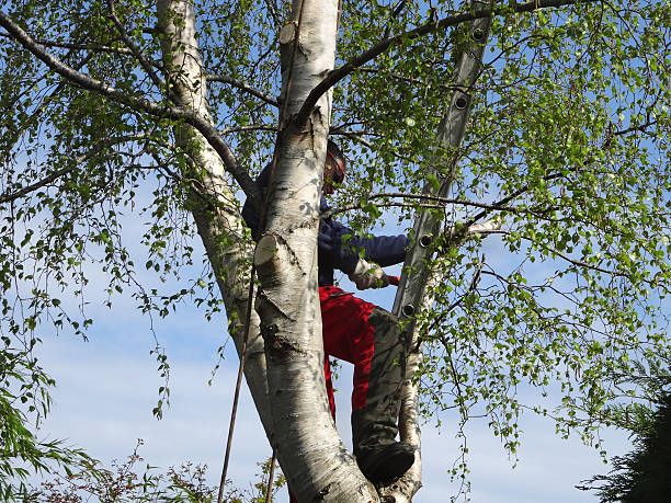 How Our Tree Care Process Works  in  Lytle, TX